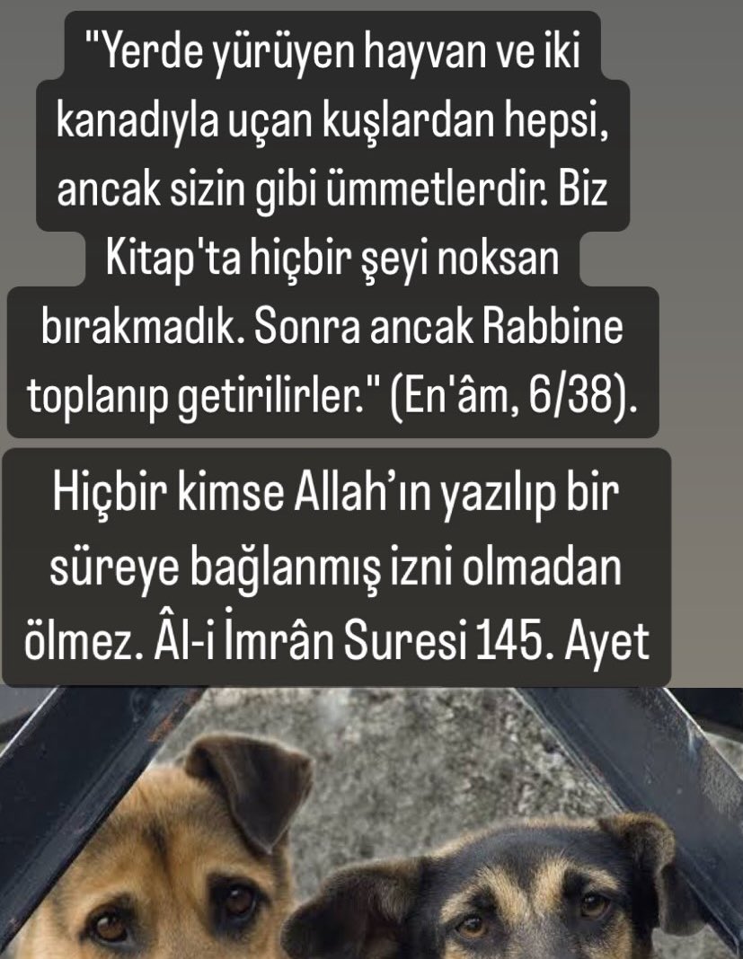Erol Yavan (@erolyavan) on Twitter photo #sahipsiz #hayvanlar #hayvanhakları #sahipsizköpekler #ekodenge #ayet #islam #kurandahayvanlar #içişleri #cumhurbaşkanlığı #diyanet <a href="/TC_icisleri/">T.C. İçişleri Bakanlığı</a> #sahipsiz #hayvanlar #hayvanhakları #sahipsizköpekler #ekodenge #ayet #islam #kurandahayvanlar #içişleri #cumhurbaşkanlığı #diyanet <a href="/TC_icisleri/">T.C. İçişleri Bakanlığı</a>