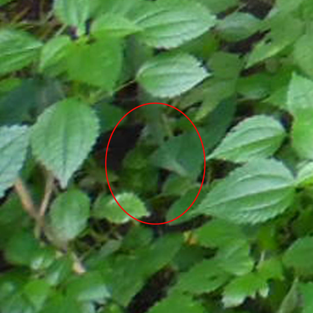 This Fae has blended expertly and seems a bit shy as he pulls down a leaf to peek at me as I take the photo. Photo 6074 - Mystic Trail in Rhodes, Iowa. #faeries #fairies #fae #mythicalcreatures #folklore #folktales #fairytales