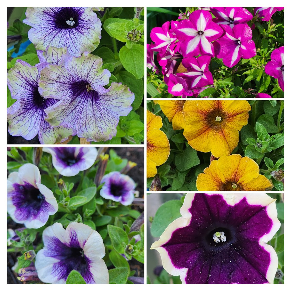 Every year, I'm like 'maybe I won't do petunias this year' and every year: