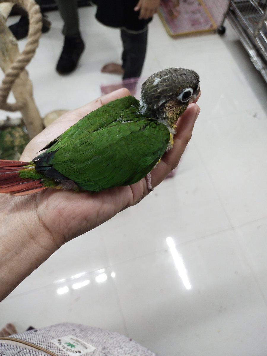 RaahiPsyche's tweet photo. Alhumdulillah new family member Ralph #conure #bird #HappinessEveryday https://t.co/jb8wH2atyZ
