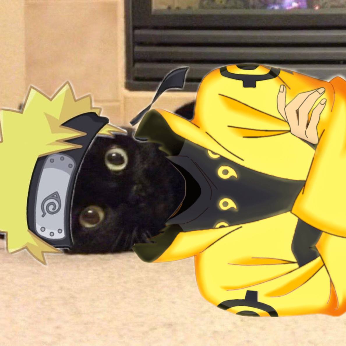 Zack Morris' cat Harry tweet media