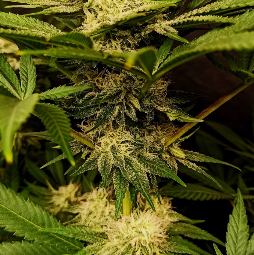 👉Canadian Kush 2.0: Esta planta es el resultado de una selección muy especial de nuestra Canadian Kush cruzada con la variedad americana Casey Jones, parte de nuestra selección privada. El resultado es una Canadian Kush mejorada, con más vigor y que gana mucho en productividad.