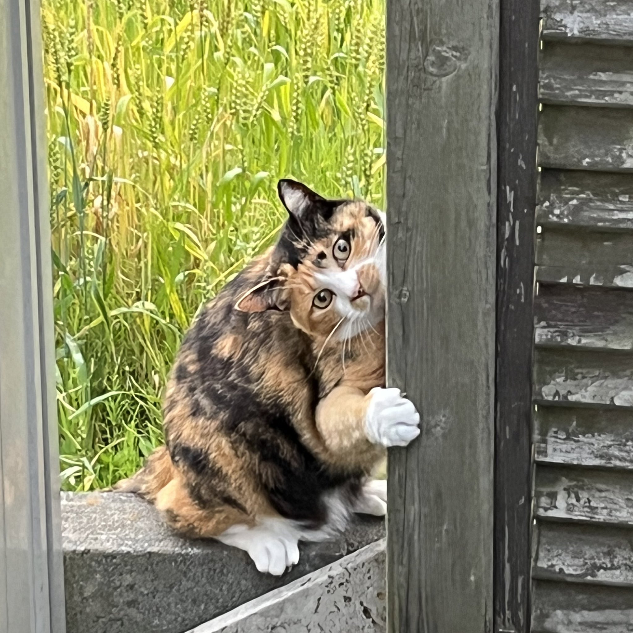 三毛猫部 – търсене / X