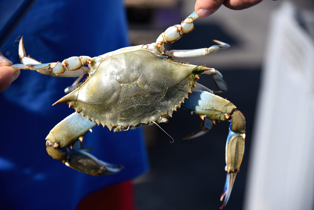 #Agricoltura. Sistema agricolo e acquacoltura: dalla #RegioneER oltre 7 milioni di euro a sostegno delle imprese danneggiate dal cambiamento climatico e dalla fauna selvatica, compresi #granchioblu, #cinghiali e specie fossorie. La #notizia 👉 regioneer.it/LeggeDanniAgri…