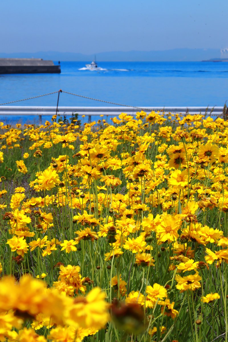 青い海と黄色の絨毯

#レンズ越しに写る景色 #ファインダー越しの私の世界 #写真好きな人と繋がりたい #写真撮ってる人と繋がりたい #Canon9000D
