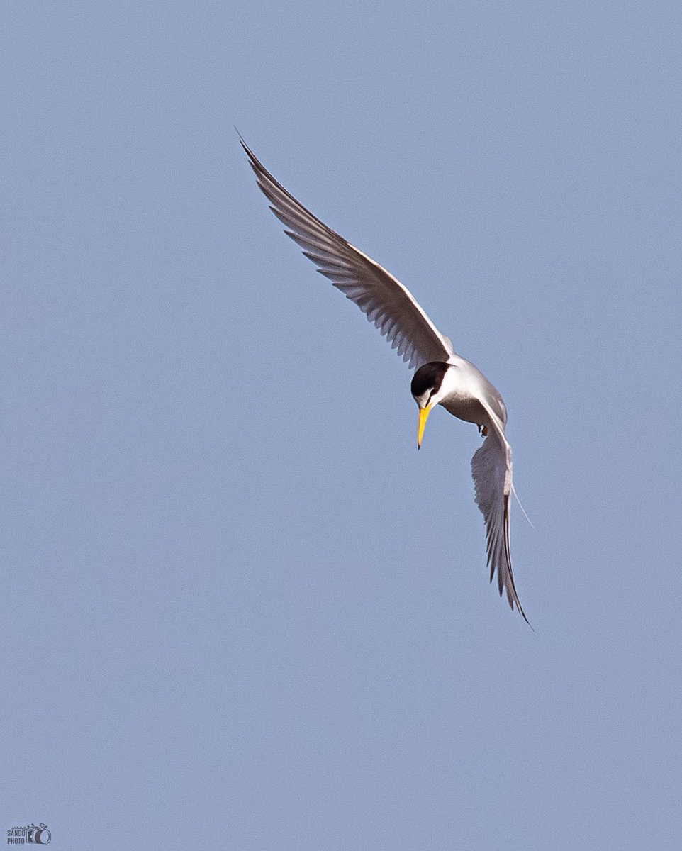 Sharp turn by a Least Tern :) 
📍Toa Baja, Puerto Rico 🇵🇷
#BirdsSeenIn2024 #birdwatching #birds #birdphotography #ShotOnCanon #TwitterNatureCommunity #TwitterNaturePhotography #BirdsOfTwitter