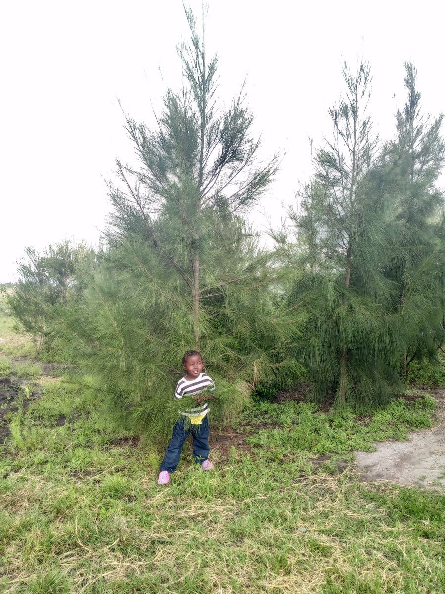 Watching the #nextgeneration #grow alongside nature's wonders is a powerful reminder of why we protect our #environment. 🌿 My little Princess-Sofia and our #Casuarina trees are both thriving this #rainy season, embodying the promise of a greener, healthier future for #Kenya🌧️🇰🇪