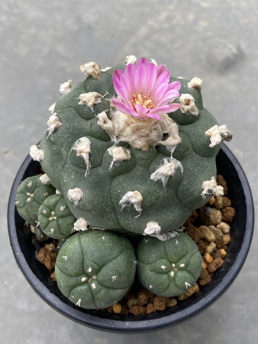 赤花烏羽玉また開花🌸先日は翠冠玉だったのになかなか合わないですね〜 刺有赤花烏羽玉として買ったけど、刺触ってもわかりません😅 #Lophophora williamsii #peyote