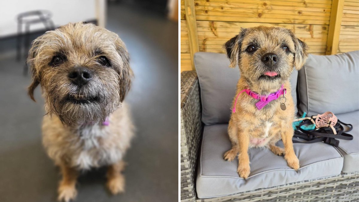 Marvellous Meg came into our care as her previous owners could sadly no longer keep her, but she still has a reason to smile thanks to lots of TLC from her carers 😁 Show us your pet's best cheesy grin down below this #NationalSmileMonth ⤵️ Adopt Meg: bit.ly/3QRNEdG