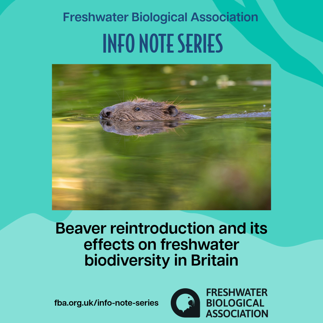 📢 In our latest #InfoNote, we're discussing #beaver #reintroduction and its effects on #freshwater #biodiversity in Britain. Read all about it here: fba.org.uk/info-notes #BeaverReintroduction #EurasianBeaver #CastorFiber #FreshwaterEcology #FreshwaterScience