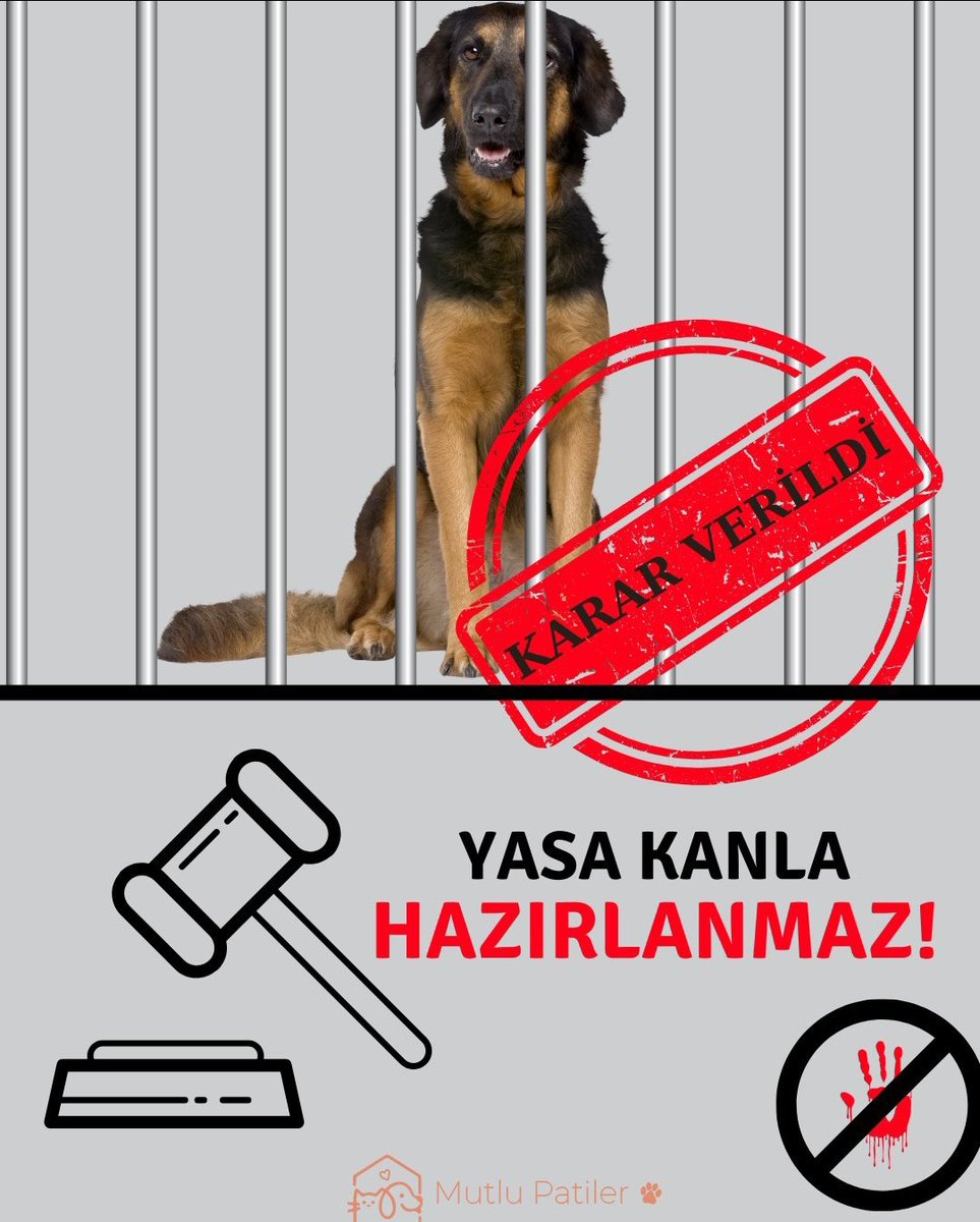 #SONDAKİKA .!!
AKP'li Mustafa Varank.!!

Başıboş köpekleri uyutma dahil meclisteki teklifleri destekleyeceğim.!!!
😡😡😡

Yasa Kanla Hazırlanmaz.!!!

#HayvanKatliamıİstemiyoruz 
#Hayvanlaryaşamakistiyor 
#HayvanlarSahipsizDeğil 
#SokaktayımYanındayım