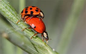 <a href="/henokcrypto/">Henok</a> GOOD MORNING CHADS JOIN INTO THIS BEAUTIFUL NARRATIVE AND HELP CHANGE THE META 

$LADYLOVE TO THE TOP