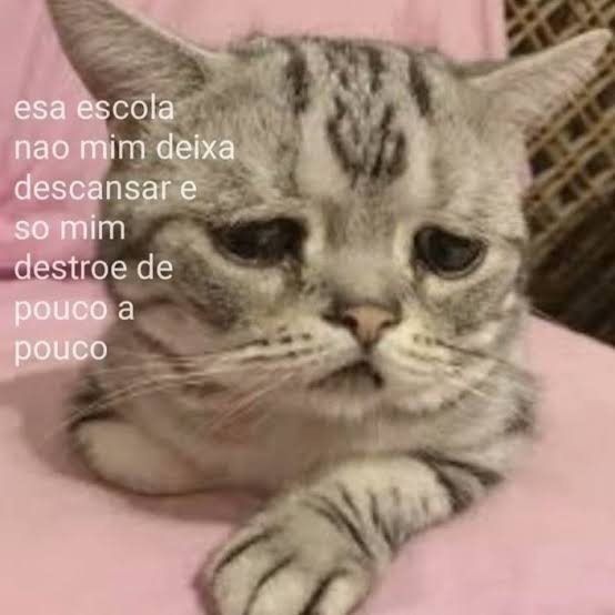 perfil dedicado a gatinhos e peitos (@odeiootaco) on Twitter photo 