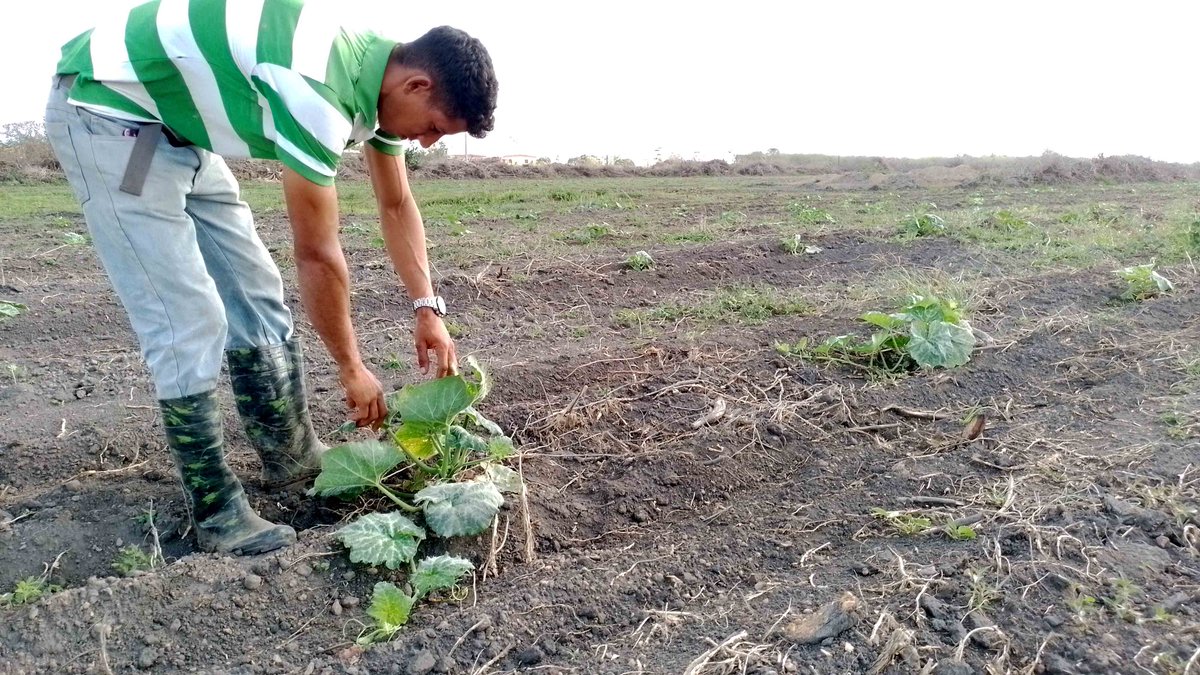 Raíces y frutos por partida doble en #IslaDeLaJuventud, #Cuba🇨🇺 📌Nuestro corresponsal @Rdm_JRdeCuba reporta sobre los gemelos Reynolds Sierra, quienes honran el legado familiar y se conectan con la tierra para transformar la agricultura #GenteQueSuma 👇 juventudrebelde.cu/cuba/2024-05-2…