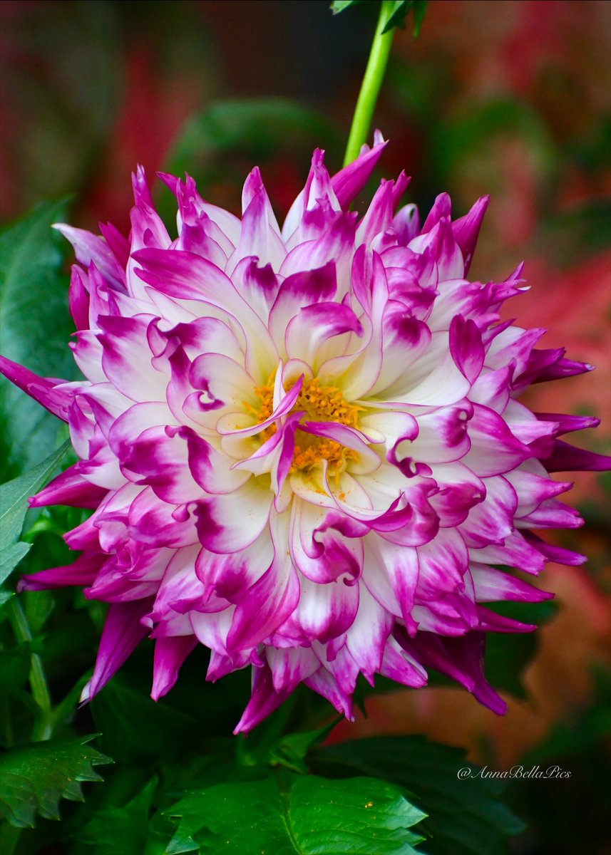 Petals with a whimsical twist and fabulous fuchsia tips on this delightful dahlia💕 #gardening #flowers