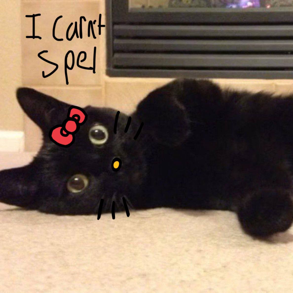 Zack Morris' cat Harry tweet media