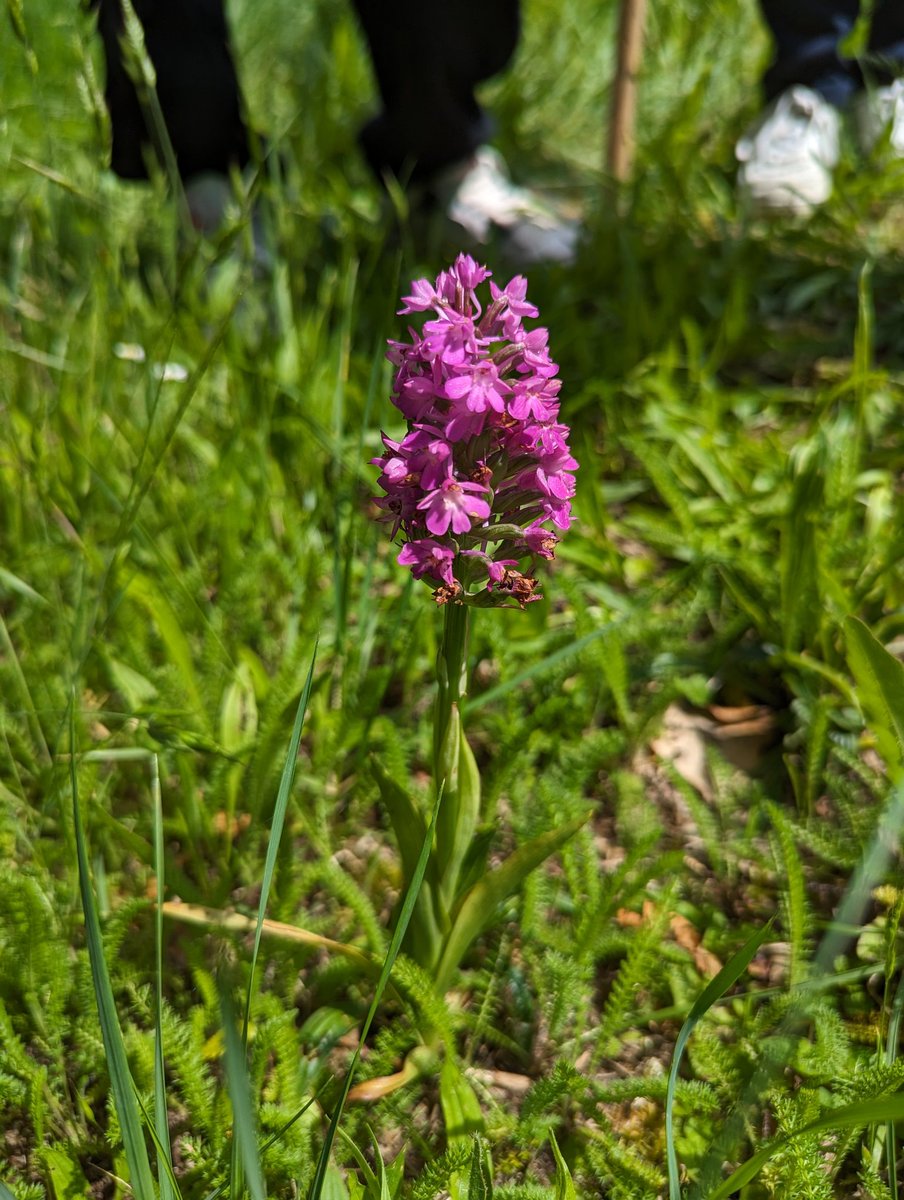 Club_DD_GP's tweet photo. Aujourd'hui on a transplanté les chênes et des framboisiers de notre haie, découverte d'une orchidée sauvage 🤩🪻 https://t.co/X1amBtIzyV
