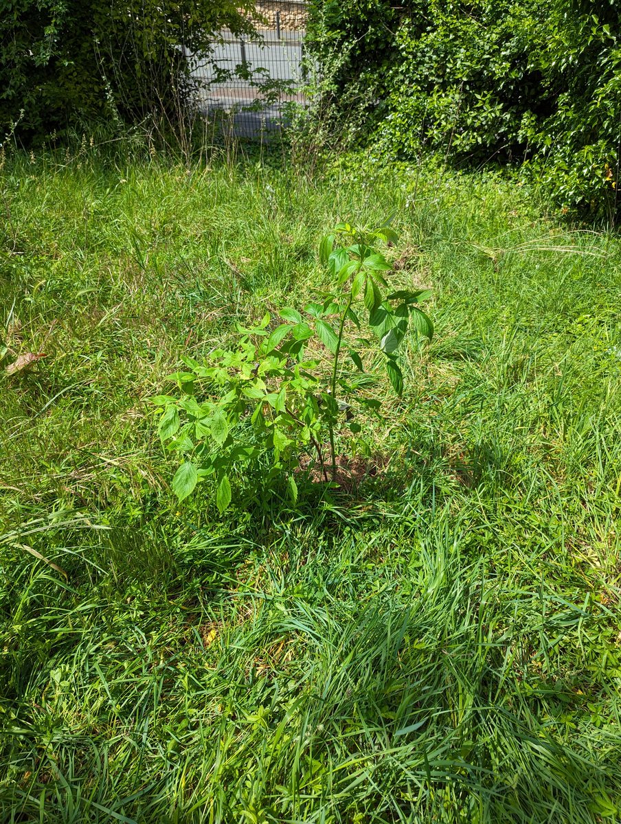 Aujourd'hui on a transplanté les chênes et des framboisiers de notre haie, découverte d'une orchidée sauvage 🤩🪻