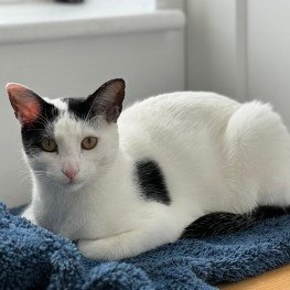 #LOST #CAT SKY 
Young Adult #Female #Cat White 
With Black Features #Spayed 
#Missing from Bishops Road #Trumpington 
#Cambridge #CB2 East Anglia
Monday 20th May 2024 
#DogLostUK #Lostcat #ScanMe 

doglost.co.uk/dog/192339