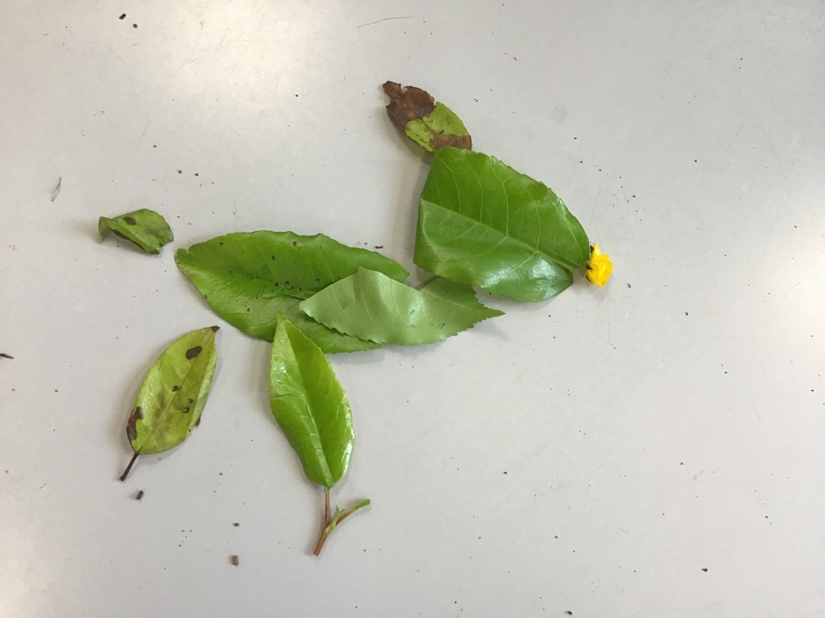 For our science outdoor classroom day 2BM collected some natural materials and used them to create some amazing natural artwork! #outdoorclassroom #primaryscience