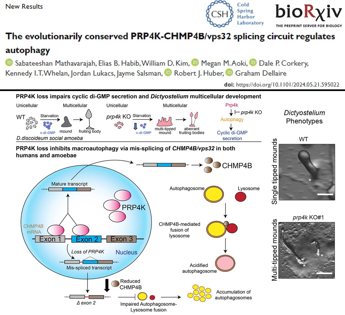 Super excited to share this preprint of our study uncovering a novel PRP4K - CHMP4B / Vps32 splicing circuit regulating autophagy that is conserved over 600 million yrs of evolution between amoebae &amp; humans, funded by @CIHR <a href="/NSERC_CRSNG/">NSERC / CRSNG</a>  #Tweetorial 1/10 biorxiv.org/content/10.110…