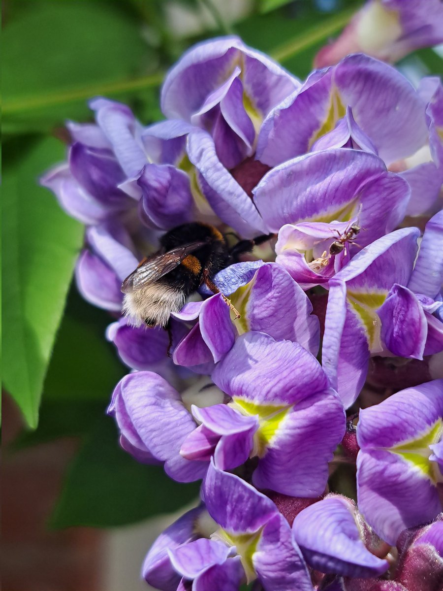 Terwijl een hommel en een mier druk bezig zijn met de blauwe regen, denk ik wat na over de kosmische creatie middels de fibonacci reeks... trilling en frequentie, wauw en wat een dimensie