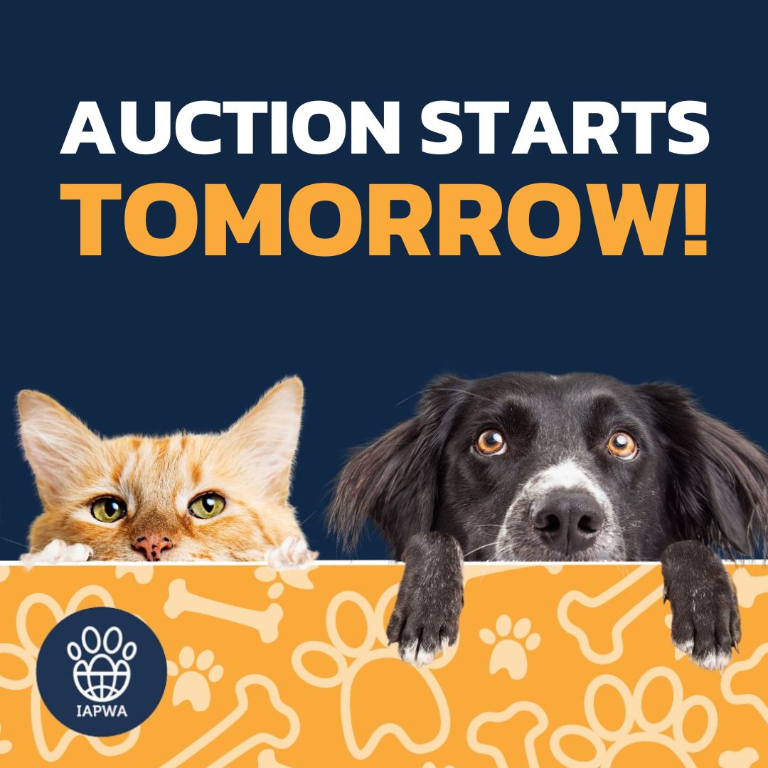 IAPWA's tweet photo. Want to snap up some bargains while supporting animals in need? 🛍️ Our monthly #AuctionForAnimals starts tomorrow!

We've got a brilliant range of items coming your way, with all proceeds going directly to IAPWA 🐾 

Head to our Facebook group to join in: https://t.co/XLir5fGUKK https://t.co/OB9yFoVcmZ