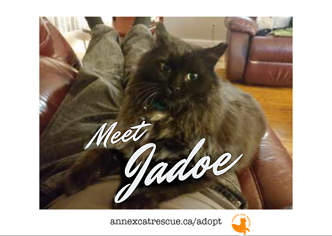 Six-year-old Jadoe (rhymes with 'Shadow') isn't just a handsome face: he's confident, playful and friendly as can be! HE IS AWESOME! I repeat, AWESOME! For info: annexcatrescue.ca/adopt #annexcatrescue #catrescue #rescuecat
