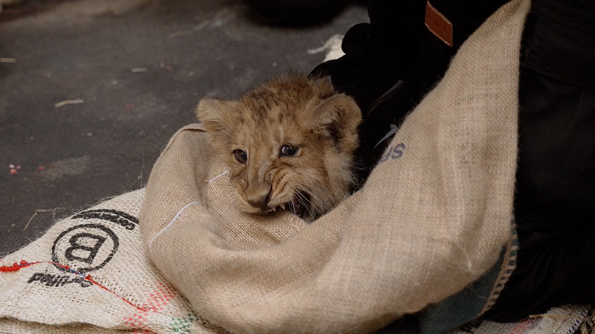 <a href="/zsllondonzoo/">London Zoo</a>'s trio of Endangered lion cubs had their first health check this week.

📸 ZSL

Book here: tidd.ly/4agiVyq

Watch here: youtu.be/2XAp5-9ZzLI

Read more: discoveranimals.co.uk/news/trio-lond…

#affiliate #vets #wildlife #conservation #daysout #lions #endangeredspecies