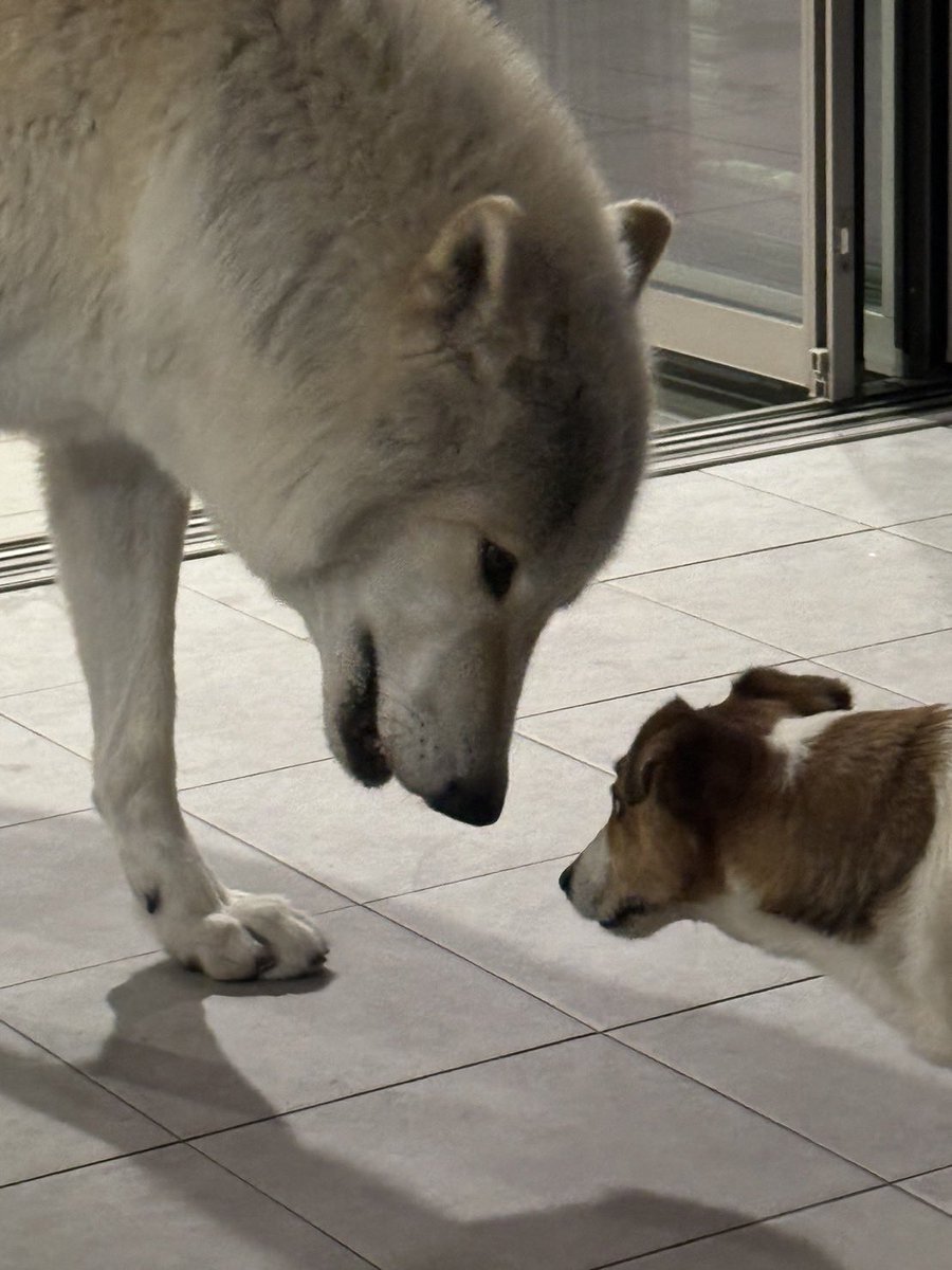 チビ太が機嫌悪いのでクンくんも睨んでるようです😂
#wolf #wolfdog #オオカミ犬 #狼犬
#ウルフドッグ #クンくん