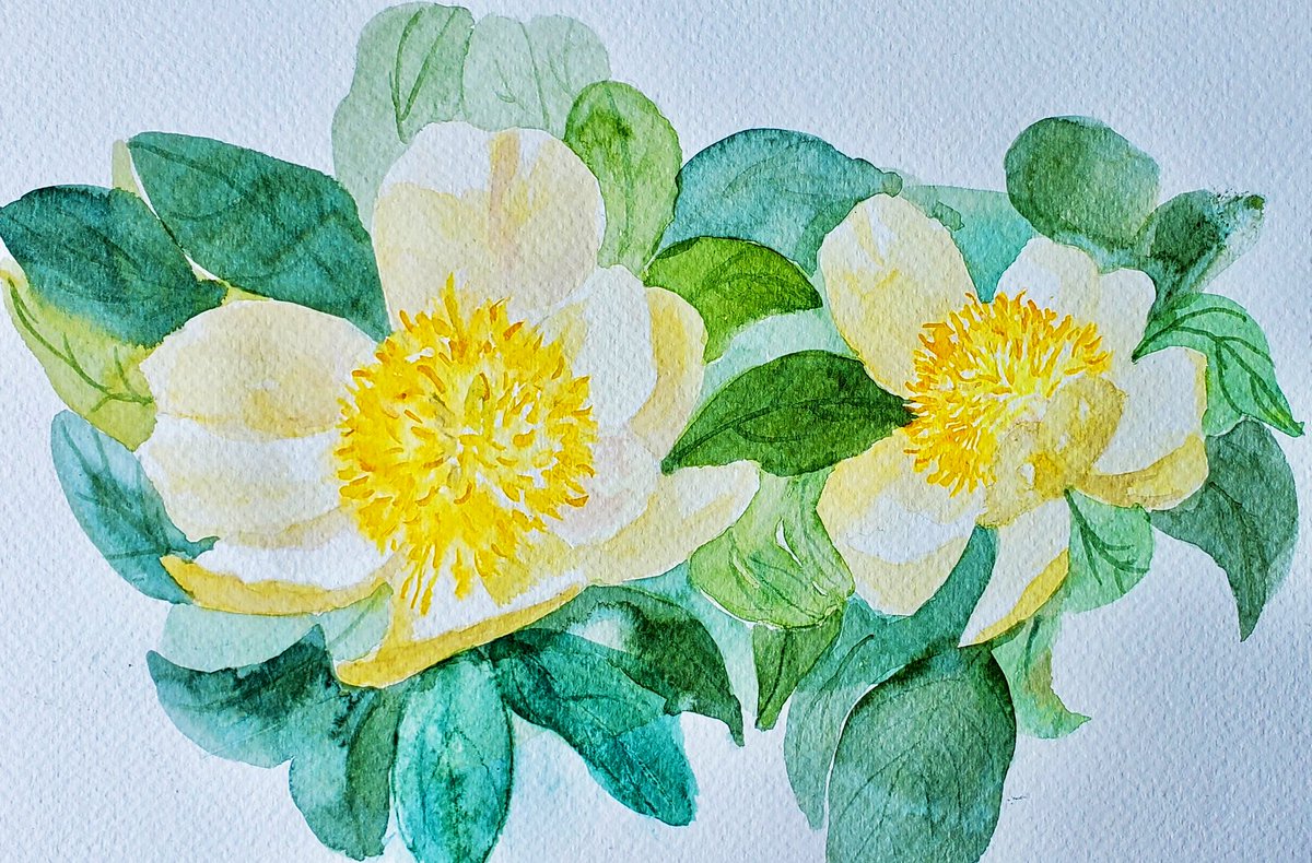 The beautiful Claire de Lune peonie, looking magnificent at the @AlnwickGarden last weekend! (Maybe a bit soggy now! 😀). #watercolor #watercolour #artistsonx @DiscoverAlnwick