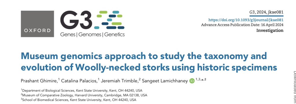 Second chapter of my PhD on Woolly-neck stork taxonomy and evolution is published in G3: Genes | Genomes|Genetics w @meetsangeet @apalaciosdcata Jeremiah. Here is a story of Woollynecks. A thread 🧵