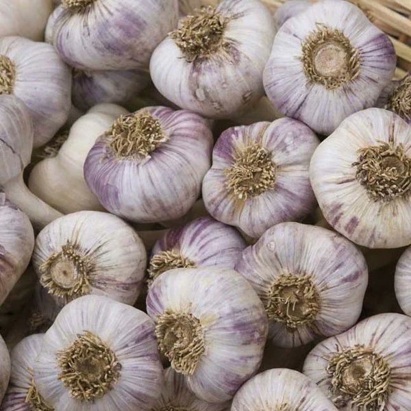 OrganicExport's tweet photo. @organicpage L'aglio bianco e rosso è disponibile per l'esportazione dall'Egitto verso Italia, Spagna, Polonia, Europa, America, Russia, Grecia, Canada, Sudan, Iraq e molti paesi arabi.
Aglio egiziano
Aglio proveniente dall'Egitto
ersi mercati.
00201018634828
00201090006177 https://t.co/0ivoxWAU1L