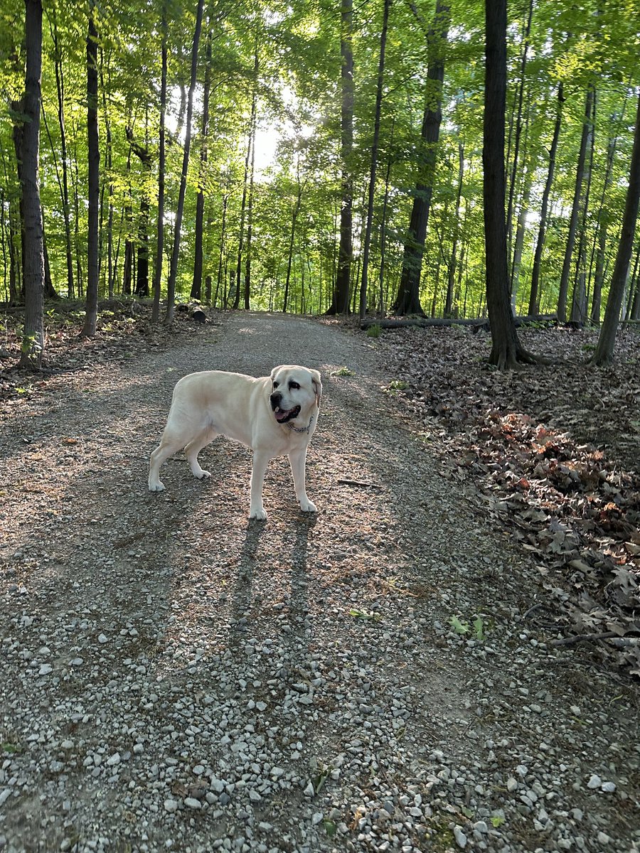 Thankful it’s a little cooler than yesterday! Have a great day! #DogsofTwitter #ThankfulThursday