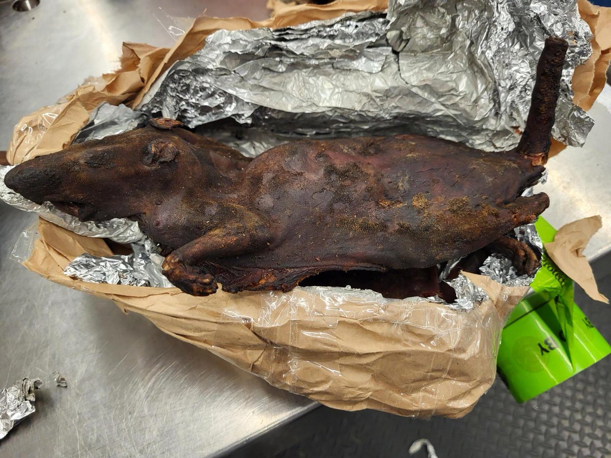 Earlier this month, #Agriculturespecialist at #OHareINTL intercepted a bag and found .6 KG of Grasscutter bushmeat from Ghana. All bushmeat is regulated by #CDC and must be returned to country of origin. Please remember to declare all items when returning from foreign. #CBP