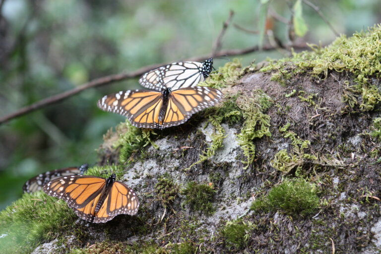 Last winter, the area covered by overwintering monarchs in Mexico was the second lowest ever recorded, accd to @monarchsjv. Want to help? Ecology Dean Mark Hunter outlines four things you can do to have a positive impact on monarch butterfly conservation. bit.ly/3Kcph6B