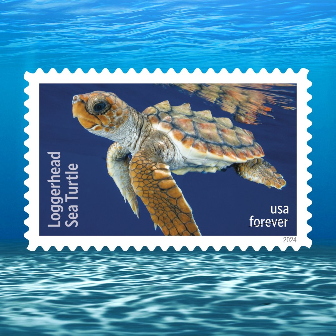 The @USPS will release six new stamp designs on June 11, 2024 at the Texas State Aquarium in Corpus Christi, TX. The sea turtles featured are all listed as threatened or endangered. Read more: ow.ly/J1Y850RRKVc #philately #stampcollecting #postagestamps #protectseaturtles