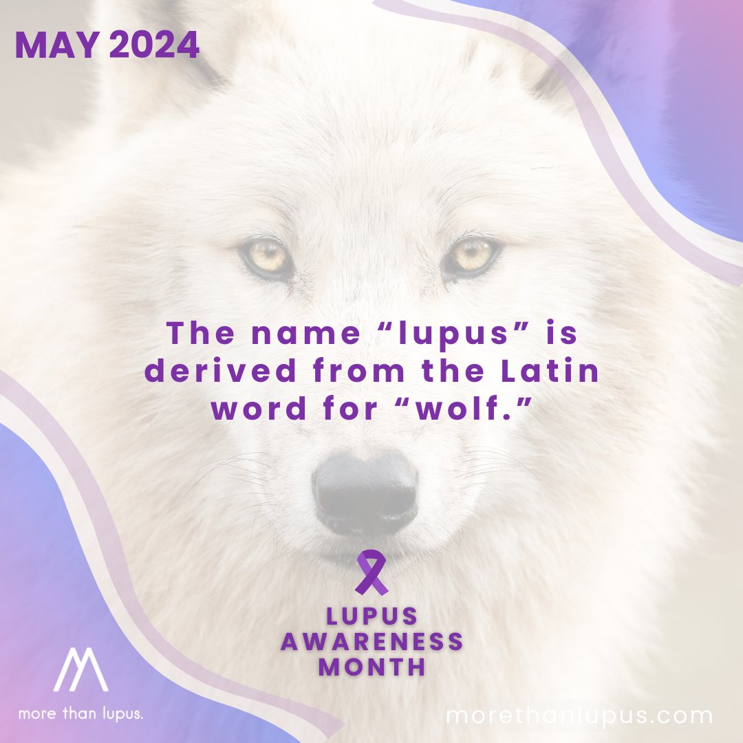#DYK the name 'lupus' is derived from the Latin word for 'wolf?' This is attributed to the thirteenth century physician Rogerius, who used it to describe erosive facial lesions that were reminiscent of a wolf's bite. #LAM24 #LupusAwarenessMonth #SLE #lupus