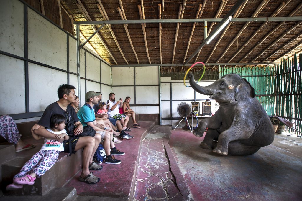 Animals are not here for our entertainment. Reject animal cruelty! Choose ethical venues only. Check STAE’s guidance how to support our work in animal conservation - stae.org/help-us 📸 @AaronGekoski
