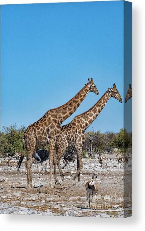 Wildlife etosha Buy it here: buff.ly/3IUX7fG #finearts #WallArt #homedecor #art #AYearForArt #LoveArt #photography See more here: buff.ly/3x5pkxY By buff.ly/3i3uCm2 #giraffes #wildlife #pair #reflecting #together #africa #print