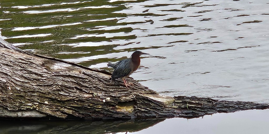 🎒✈️ The Passport to Lincoln Park program continued on Sunday May 5th with a North Pond Bird Walk hosted by Geoff Williamson of Third Coast Birding. 🦆🐤 Terns, herons, a warbler, a kingfisher were spotted. #LPLove #LincolnPark #NorthPond #NorthPondNatureSanctuary #ExploreChicago