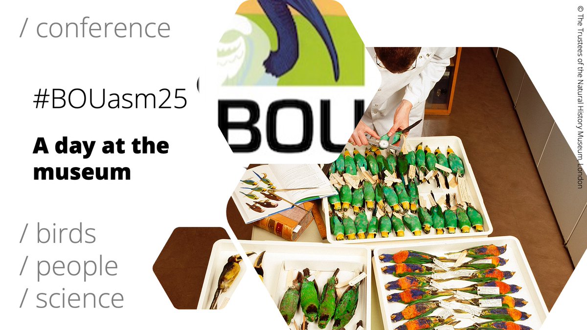 📢 ICYMI... ...BOU is @NHM_London in 2025 #BOUasm25 | A day at the museum: collections-based ornithological research in a changing world | 18 Nov 2025 Ken Norris @TheLabAndField Shane Dubay @CatMorrison18 Gavin Thomas, Andreanna Welch bou.org.uk/event/a-day-at… #ornithology