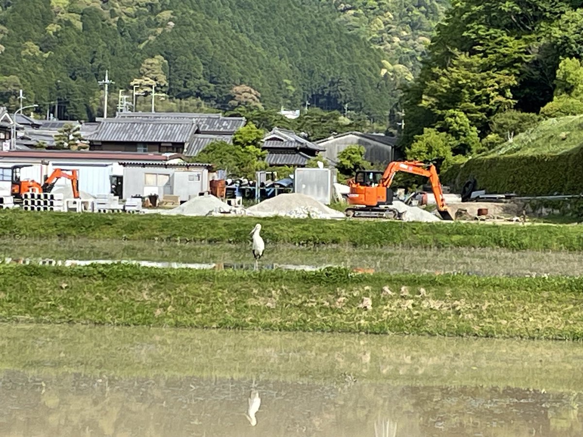 myufuu's tweet photo. 通勤途中。でっかい鳥がおった。どうやら、コウノトリ。明日も峠越え。また会えるかしら。 https://t.co/wp6wPext6d