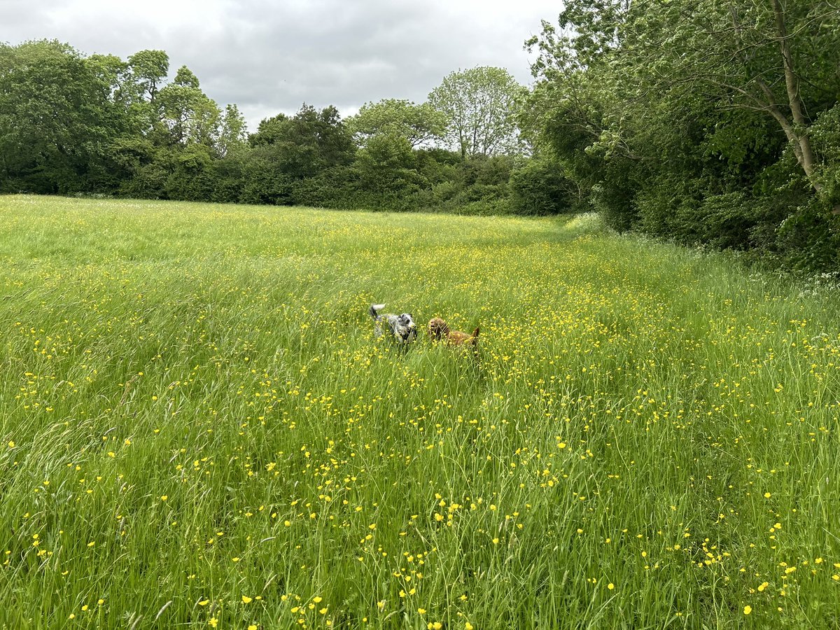 Katy__Perry's tweet image. Just a girl, and her dogs on an adventure