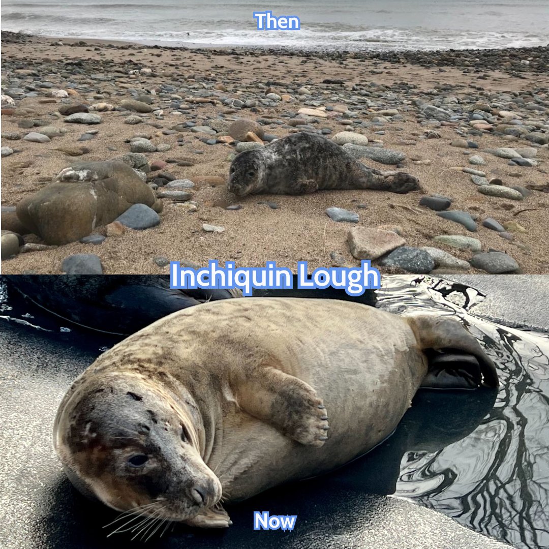 Inchiquin Lough then and now!🥰 Tune in tomorrow to watch his return to the wild!☀️🌊 #sealrescue #release #ireland