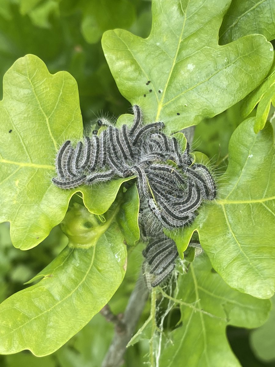 Please be aware of the Oak Processionary Moth caterpillars which are on the Heath's oak trees. The hairs on these caterpillars can cause allergies. You can find out more here: cityoflondon.gov.uk/things-to-do/g…