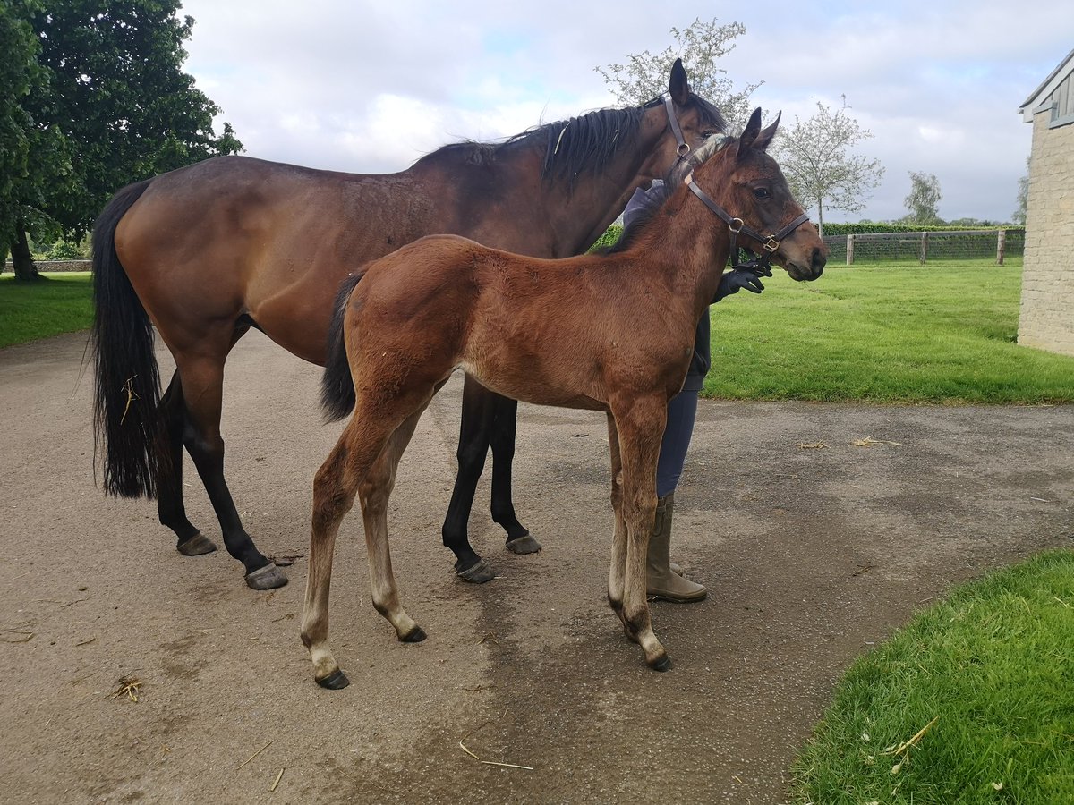 Time for foal photos to send to owners..pleased how they are doing 🙂