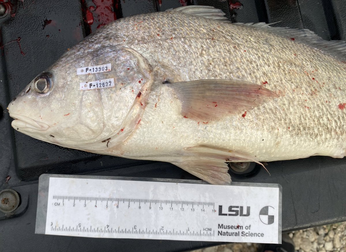 Prosanta Chakrabarty tweet media