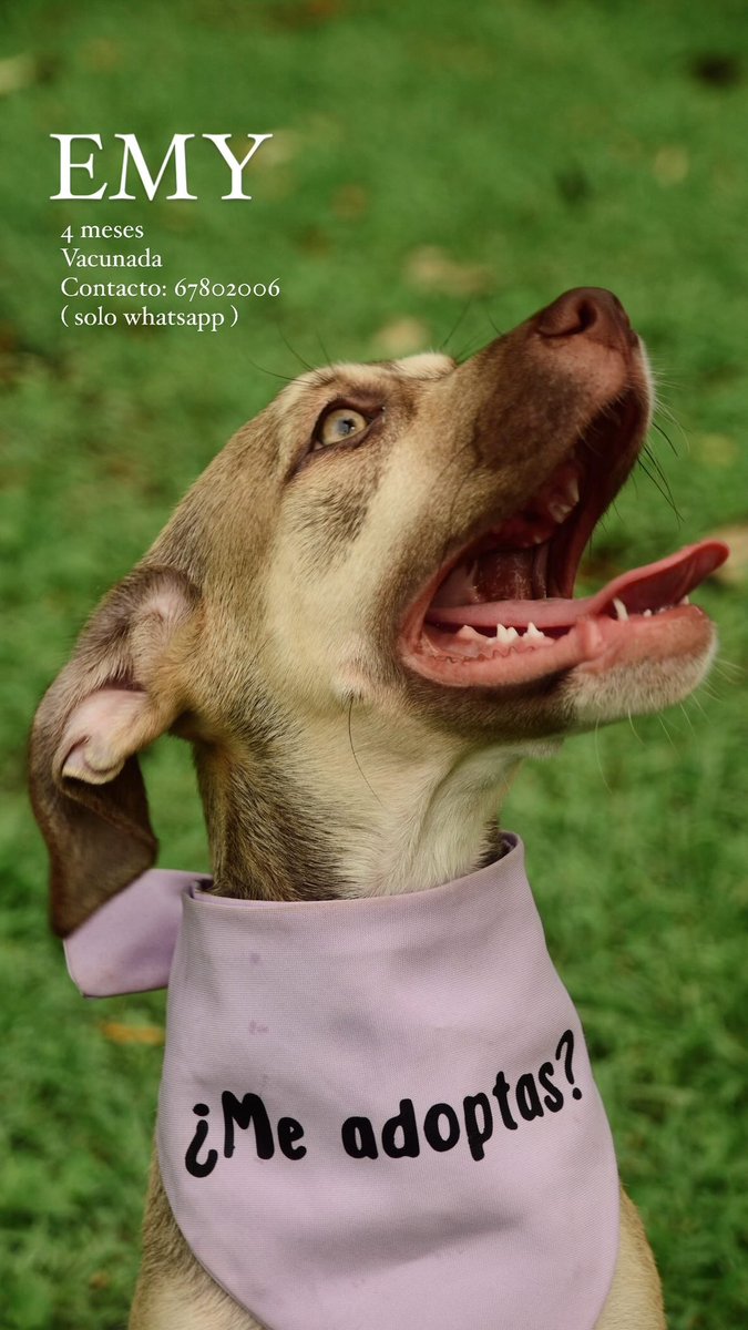 EN ADOPCION !!!!!!!!! RT RT RT 🙏🏻🙏🏻