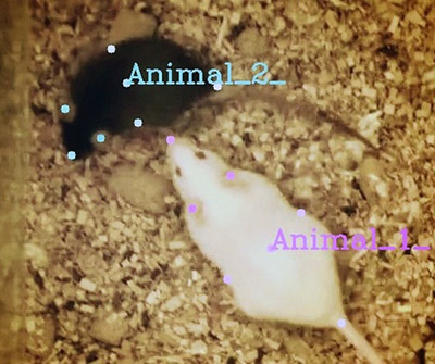 UW Medicine Newsroom (@uwmnewsroom) on Twitter photo AI advances studies to link animal behavior to brain activity by more rapid, accurate recording & analysis than can be done by human observers. <a href="/BioStructureUW/">UW Biological Structure</a> @GoldenNeuron <a href="/NastaciaGoodwin/">Nastacia Goodwin</a> <a href="/nilssonsro/">Simon Nilsson</a> <a href="/NatureNeuro/">Nature Neuroscience</a> tinyurl.com/37byhfpk AI advances studies to link animal behavior to brain activity by more rapid, accurate recording & analysis than can be done by human observers. <a href="/BioStructureUW/">UW Biological Structure</a> @GoldenNeuron <a href="/NastaciaGoodwin/">Nastacia Goodwin</a> <a href="/nilssonsro/">Simon Nilsson</a> <a href="/NatureNeuro/">Nature Neuroscience</a> tinyurl.com/37byhfpk